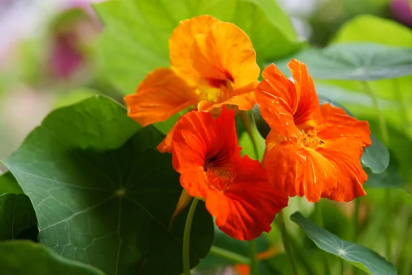 Vakre Gule Oransje Blomster Nasturtium – stockfoto