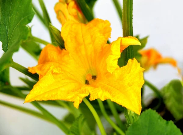 Huge Yellow Flower Zuccini Vegetable Plant Close — Stock Photo, Image