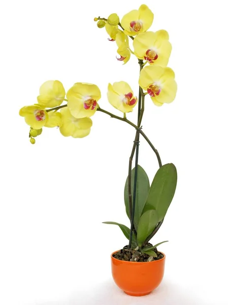 Žlutá Orchidej Phalaenopsis Close Stock Obrázky