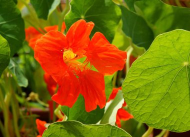 Nasturtiyumun portakal çiçeği, yakın çekim