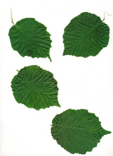 Green Leaves Hazel Bush Isolated Close — Stock Photo, Image