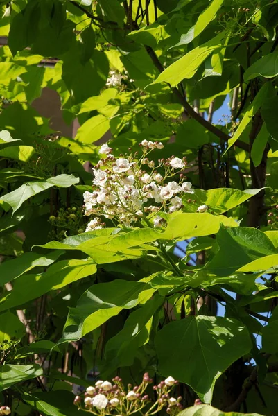 Albero Katalpa Con Graziosi Fiori Bianchi Vicino — Foto Stock