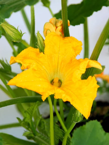 Enorme Flor Amarilla Planta Vegetal Calabacín Cerca — Foto de Stock