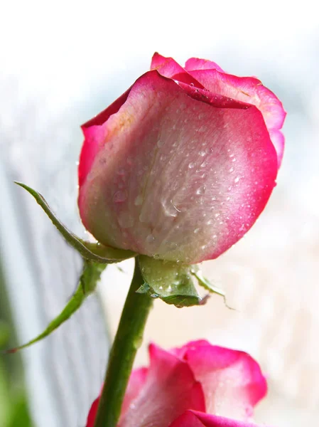 Vacker Rosa Ros Med Våta Kronblad Nära Håll — Stockfoto