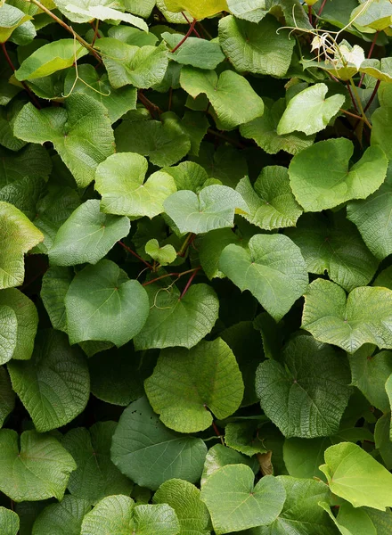 Hojas Verdes Enormes Aristolochia Macrophylla Planta Trepadora —  Fotos de Stock