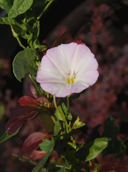 Malý Růžový Květ Šplhání Rostliny Bindweed — Stock fotografie