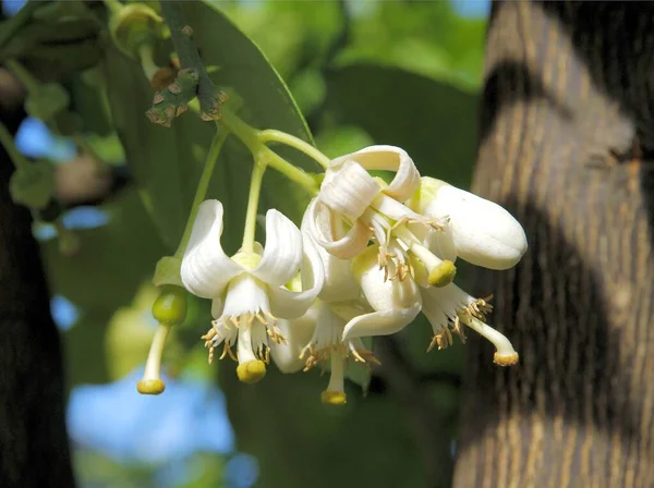 Fleurs Blanches Agrumes Pomelo Gros Plan — Photo