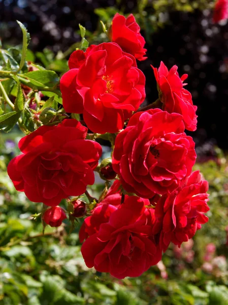 Arbusto Rosas Rojas Jardín — Foto de Stock