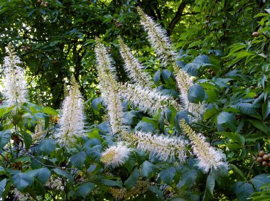 white flowers of Horse chestnut-aesculus Parviflora in park clipart