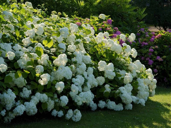 Hortensia Blanche Plantes Dans Jardin — Photo