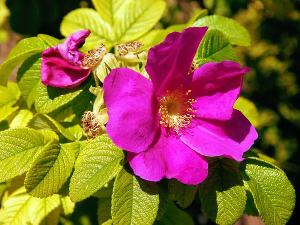 Purpurowe Kwiaty Krzewu Rosa Canina Zbliżyć — Zdjęcie stockowe