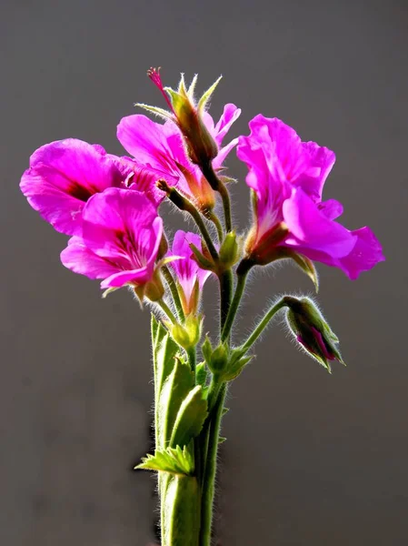 Fioletowy Ładny Kwiat Geranium Roślin Doniczkowych — Zdjęcie stockowe