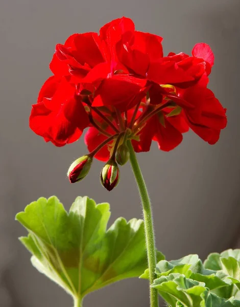 Rote Hübsche Blume Der Geranien Topfpflanze — Stockfoto