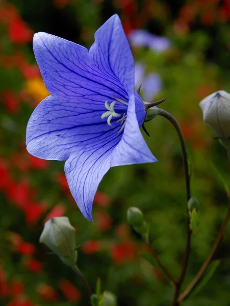 杜鹃花的紫丁香花 花园中的中国铃花 — 图库照片