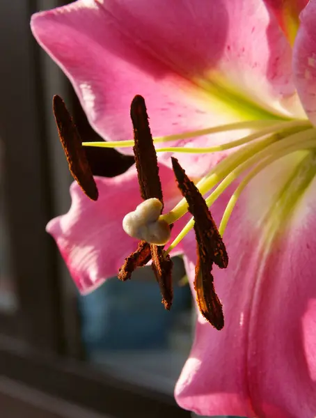 Lila Lilja Med Brunt Pollen Nära Håll — Stockfoto