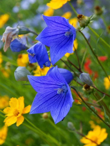 杜鹃花的紫丁香花 花园中的中国铃花 — 图库照片