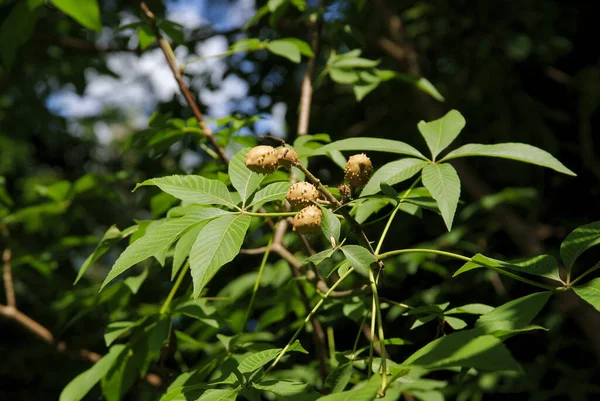 Kestanesi Ağacından Meyveler Yetişiyor Yaklaş — Stok fotoğraf