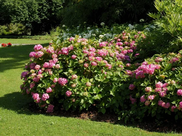 Pretty Pink Hydrangea Flowers Garden — Stock Photo, Image