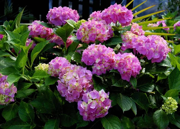 Bonitas Flores Hortensias Rosadas Jardín —  Fotos de Stock