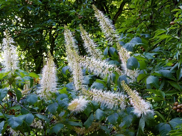 Parktaki Kestanesi Estetiği Parviflora Nın Beyaz Çiçekleri - Stok İmaj