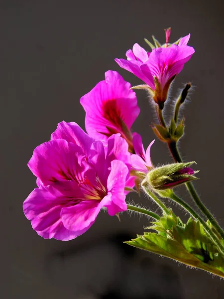 Bonitas Flores Moradas Geranio Planta Maceta —  Fotos de Stock