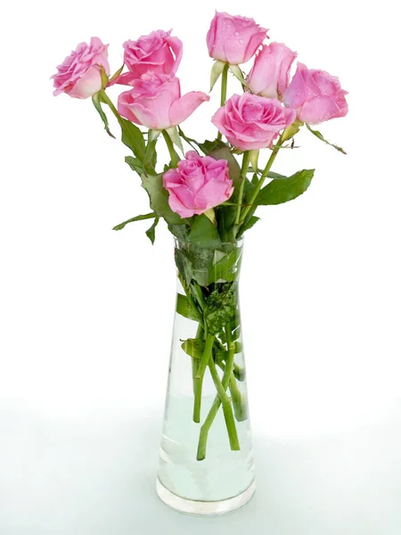 Bella Rosa Rosa Vicino — Foto Stock