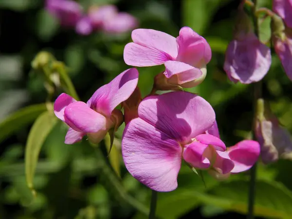 Vícebarevné Květy Sladké Hrachové Rostliny Zblízka — Stock fotografie