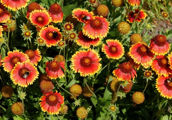 Flores Rojas Amarillas Planta Cortafuegos Jardín — Foto de Stock