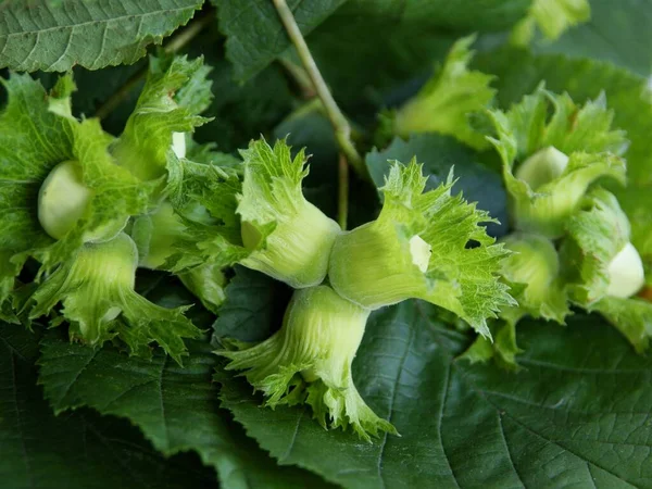 Noisettes Poussant Sur Noisette Images De Stock Libres De Droits