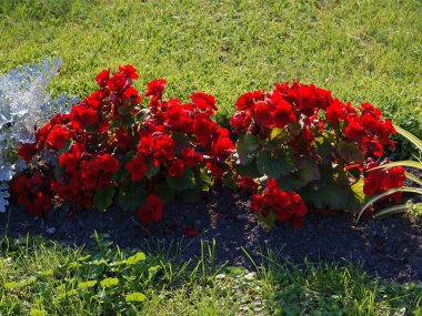 Parktaki çayırda kırmızı begoniler