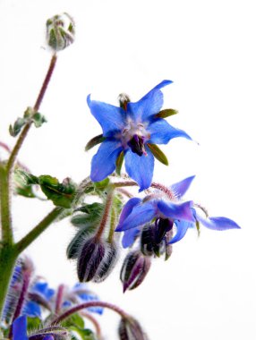 Borage yıldız çiçeği bitkisinin mavi güzel çiçekleri