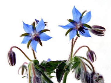 Borage yıldız çiçeği bitkisinin mavi güzel çiçekleri