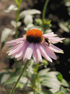 Pembe koni çiçeği yakın çekim