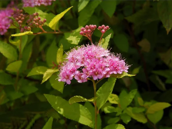 Rosa Kleine Blüten Des Spiracea Japonica Busches Aus Nächster Nähe — Stockfoto
