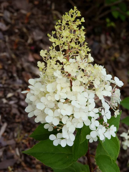 white flowers of hydrangea bush at spring close up