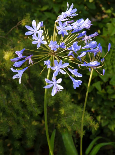 Piccoli Fiori Agapanthus Africanus Pianta Vicino — Foto Stock