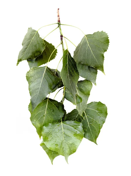 Kvist Poppelträd Med Gröna Blad — Stockfoto