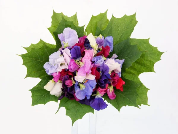 Multicolor Flowers Sweet Pea Plant Close — Stock Photo, Image