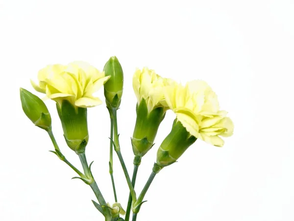 Veelkleurige Bloemen Van Anjers Uit Een Tuin — Stockfoto