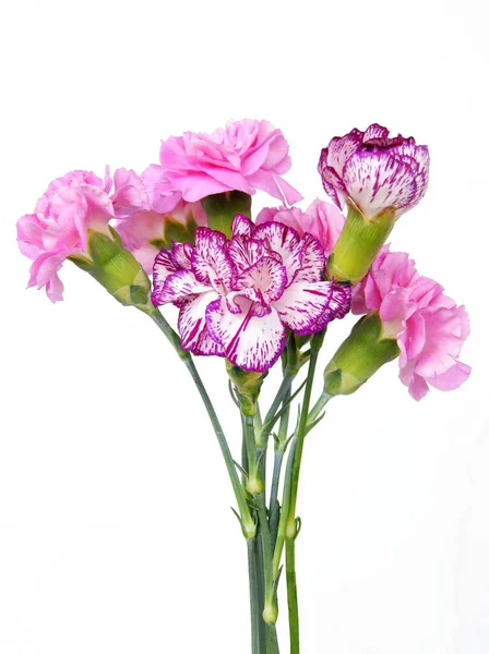 Veelkleurige Bloemen Van Anjers Uit Een Tuin — Stockfoto