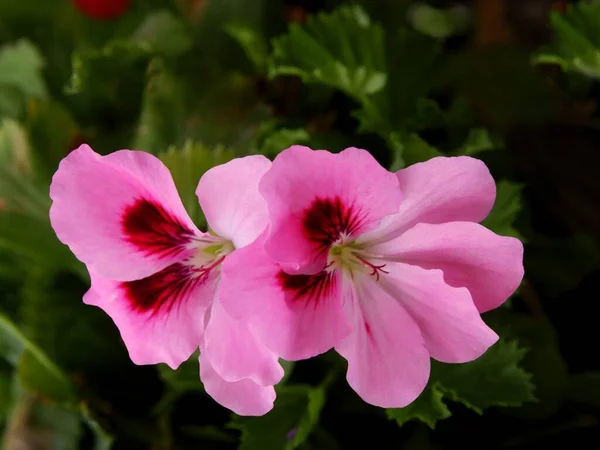 Bonitas Flores Geraniio Planta Maceta Cerca —  Fotos de Stock