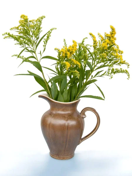 セラミックピッチャーに金色の棒植物のポジを咲かせ — ストック写真