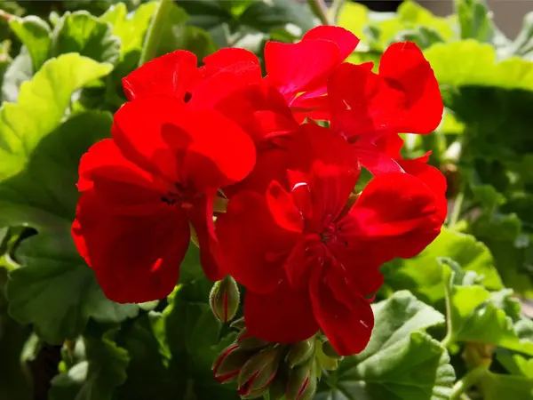 Hübsche Blüten Der Geranientopfpflanze Aus Nächster Nähe — Stockfoto