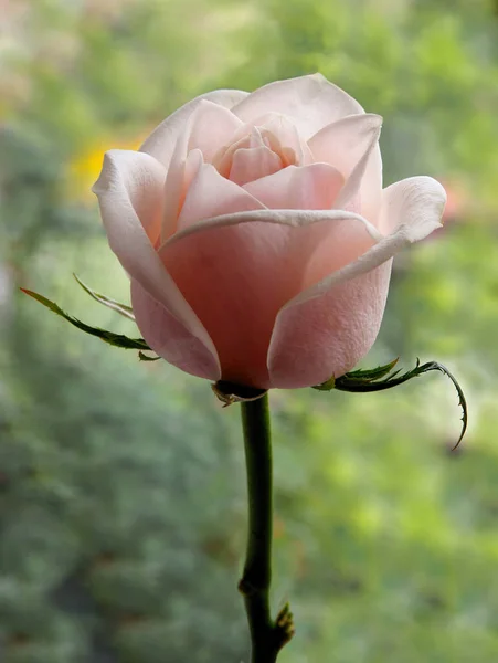 Ładny Różowy Róża Bliska — Zdjęcie stockowe