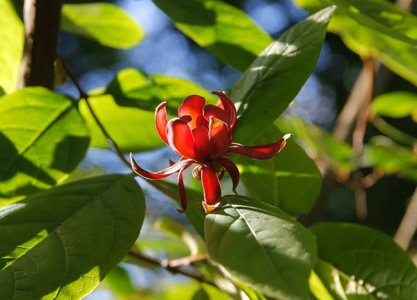 Czerwony Kwiat Krzewu Calycanthus Occidentalis Zbliżenie — Zdjęcie stockowe