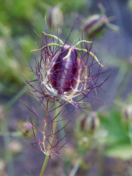 Fruit Nigella Damascena Plant Close — Stock Photo, Image