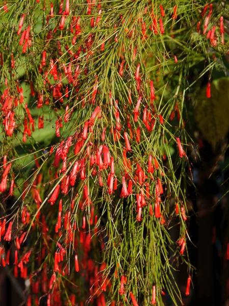 Rote Blüten Der Pflanze Russelia Equisetiformis Aus Nächster Nähe — Stockfoto