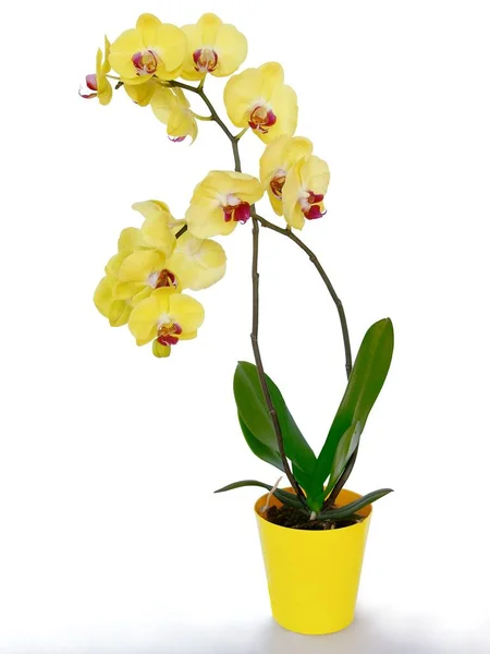 Yellow Orchid Phalaenopsis Close Isolated — Stock Photo, Image
