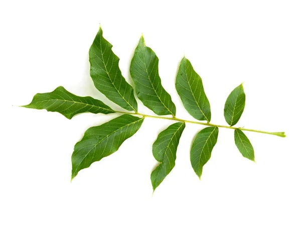 Green Leaf Walnut Tree Isolated Close — Stock Photo, Image