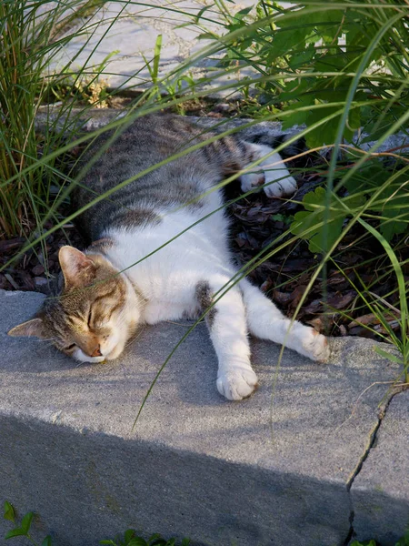 睡在花园里可爱的猫 — 图库照片